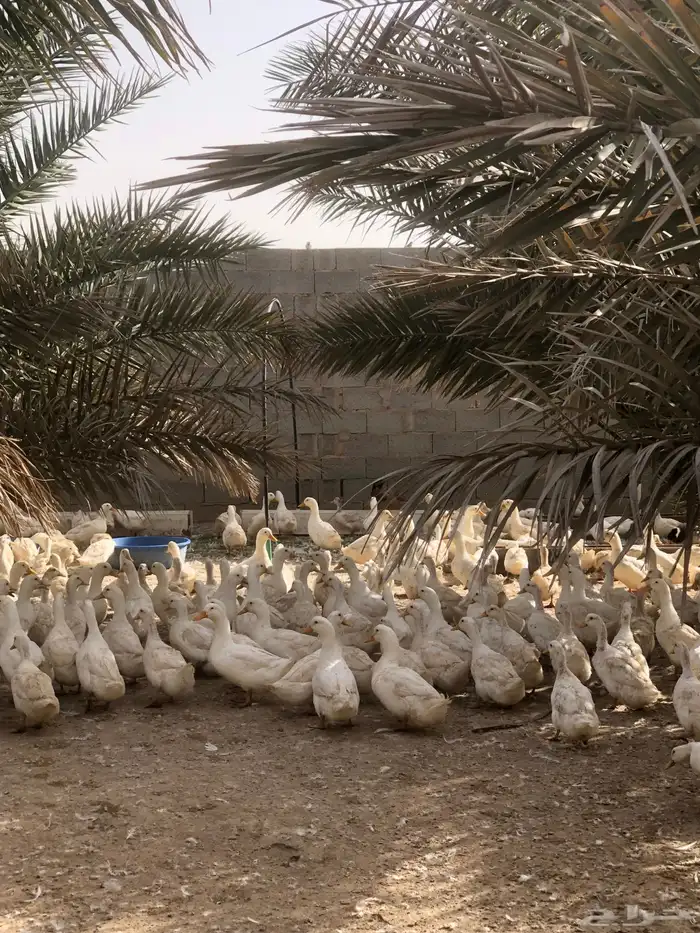 ذكور بط بكيني سوبر جامبو 1