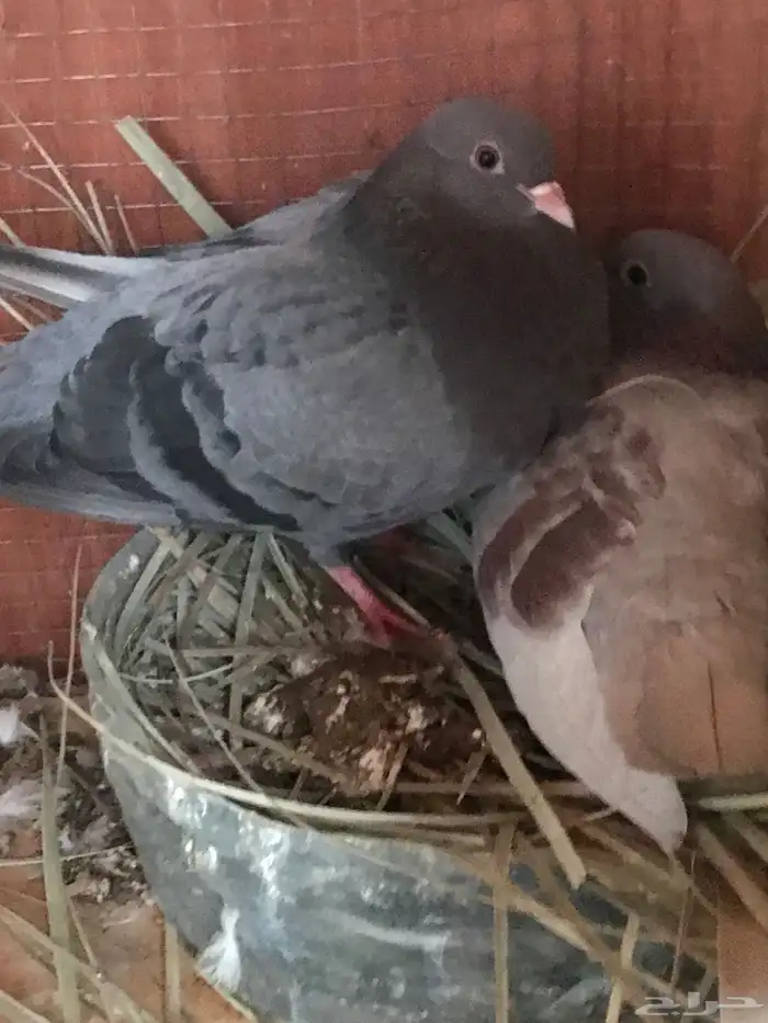 صنعاني حر أصيل حجم صغير وصوت ناعم 17