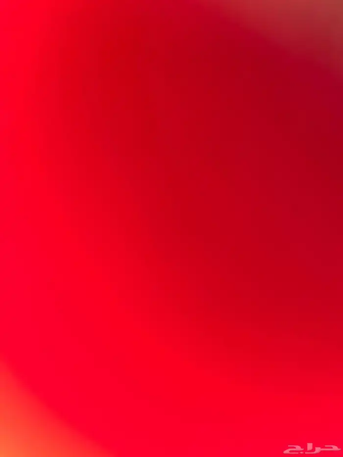 ابي كلب للتبني 0