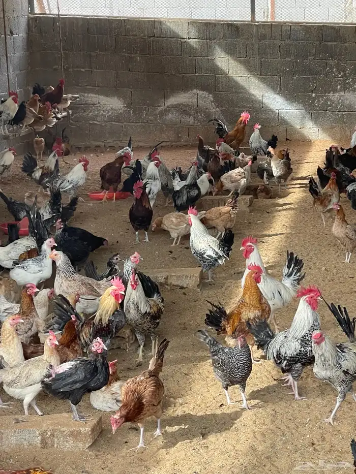 دجاج بلدي شرط بياض 3