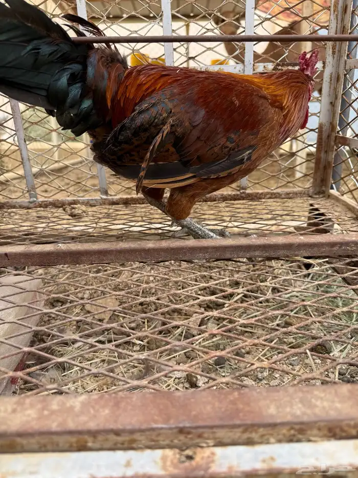 ديك 1