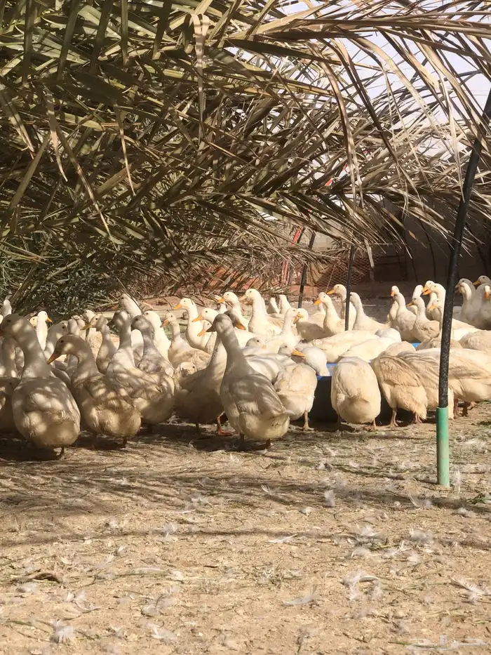 ذكور بط بكيني سوبر جامبو 2
