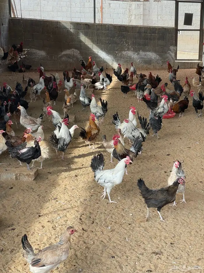 دجاج بلدي شرط بياض 6