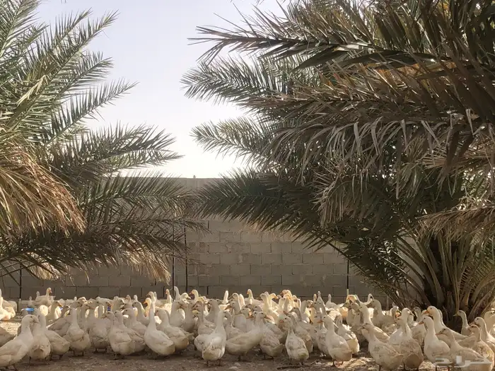 ذكور بط بكيني سوبر جامبو 0