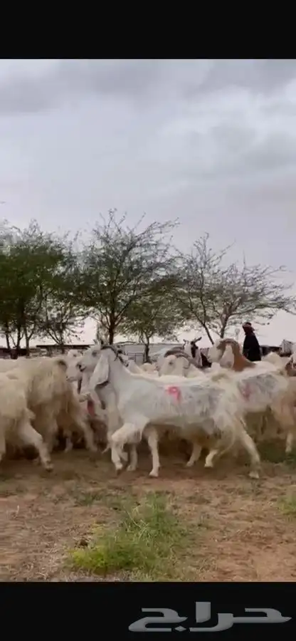 للبيع معزا مشاريك متابيع فاخره 8