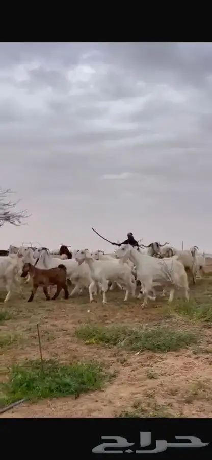 للبيع معزا مشاريك متابيع فاخره 12