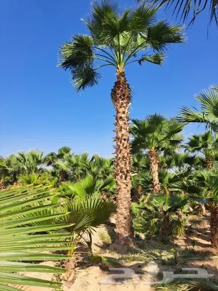 نخيل للبيع عربي مثمره وواشنطن وتركيب الشبوك 21