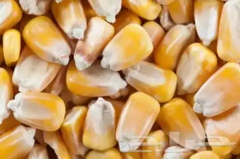 ذرة صفراء   حب انتاج تبوك 2