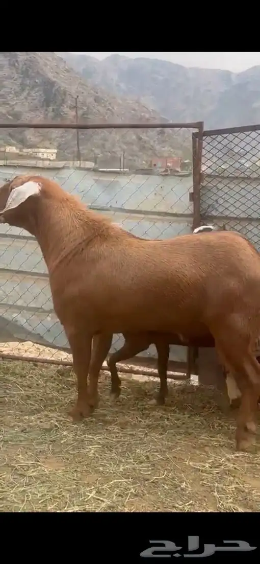 تيس فحل اجم ( تم البيع ). 2