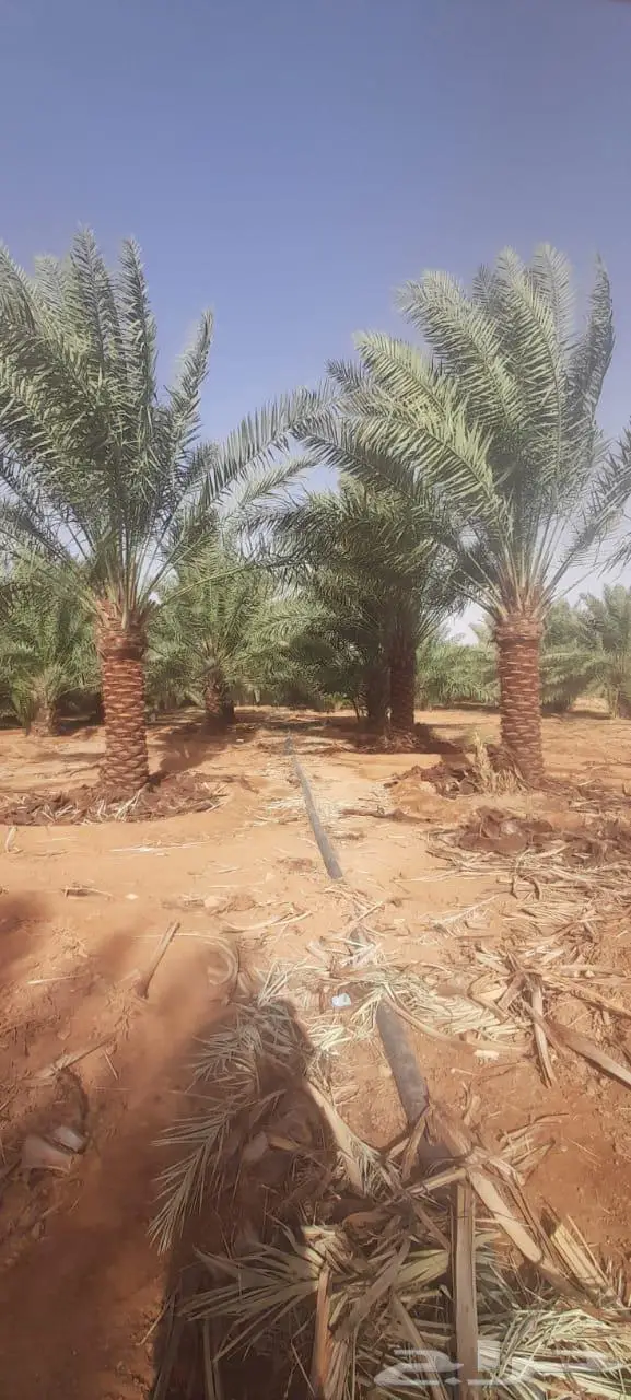 نخيل للبيع عربي مثمره وواشنطن وتركيب الشبوك 4