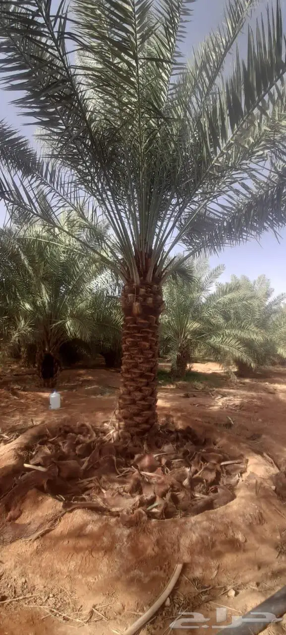 نخيل للبيع عربي مثمره وواشنطن وتركيب الشبوك 3