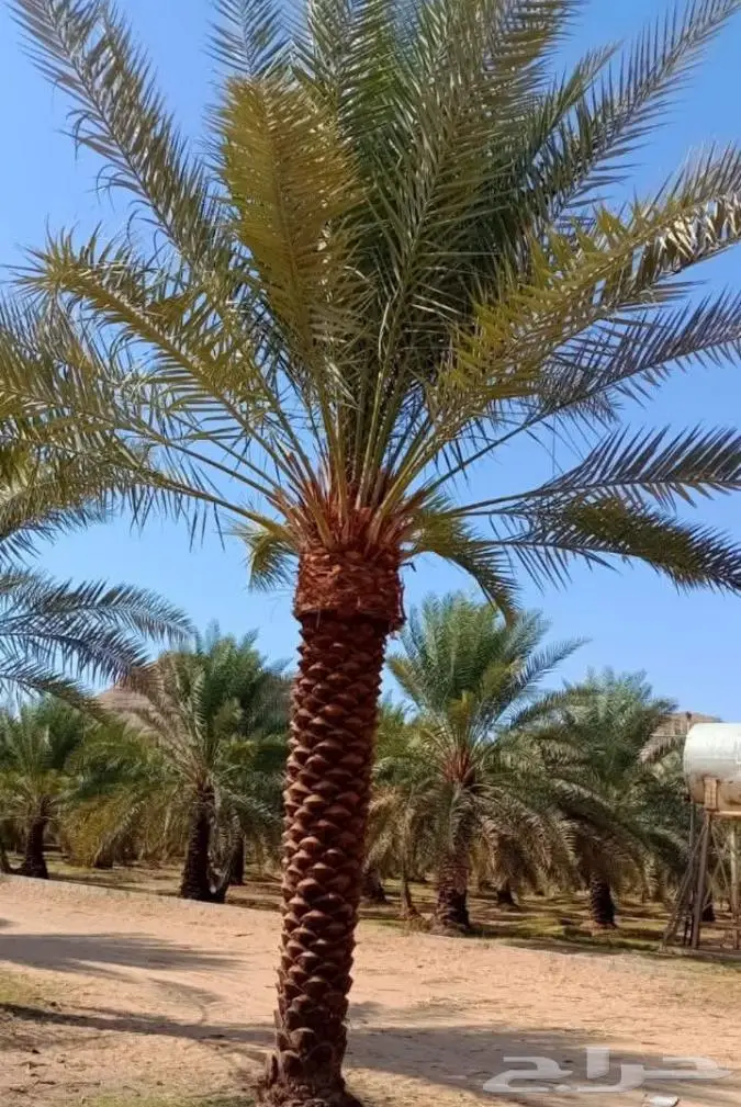 نخيل للبيع عربي مثمره وواشنطن وتركيب الشبوك 16