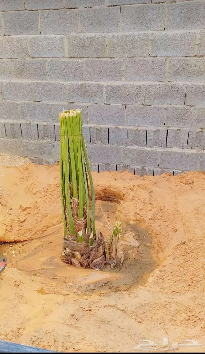 نخيل للبيع عربي مثمره وواشنطن وتركيب الشبوك 15