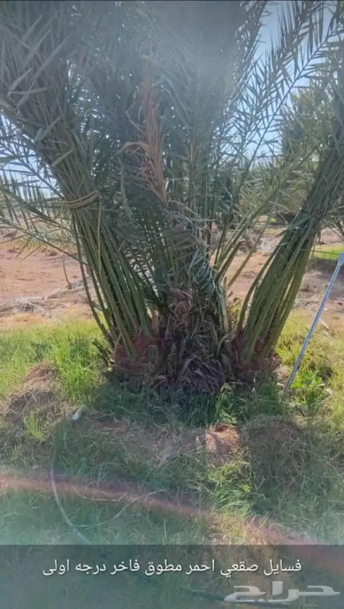 نخيل للبيع عربي مثمره وواشنطن وتركيب الشبوك 17