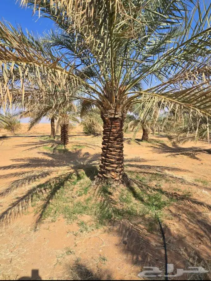 نخيل للبيع عربي مثمره وواشنطن وتركيب الشبوك 14
