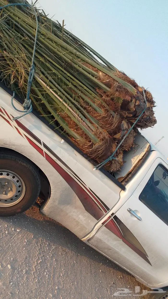 نخيل للبيع عربي مثمره وواشنطن وتركيب الشبوك 22