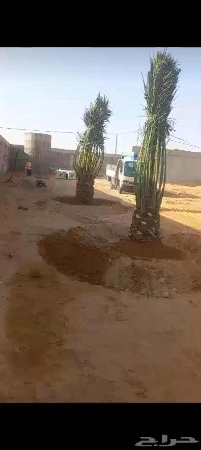 نخيل للبيع عربي مثمره وواشنطن وتركيب الشبوك 24