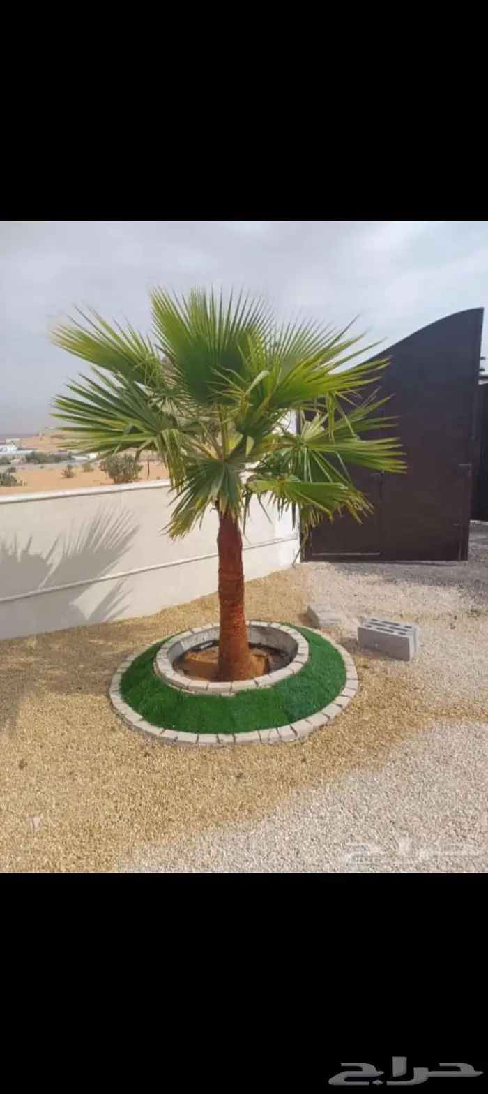 نخيل للبيع عربي مثمره وواشنطن وتركيب الشبوك 11