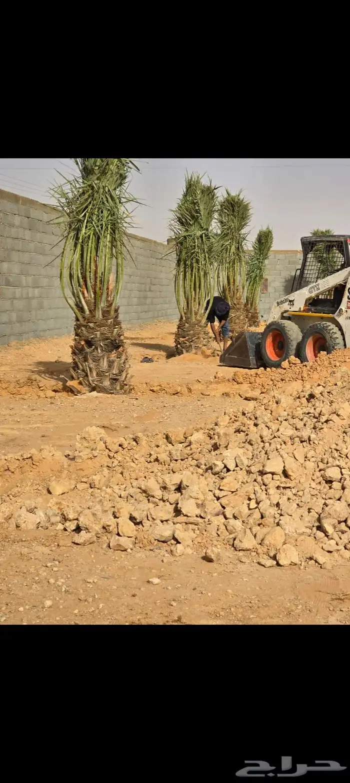 نخيل للبيع عربي مثمره وواشنطن وتركيب الشبوك 5