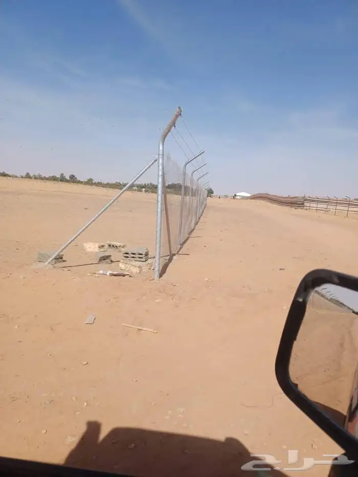 نخيل للبيع عربي مثمره وواشنطن وتركيب الشبوك 30