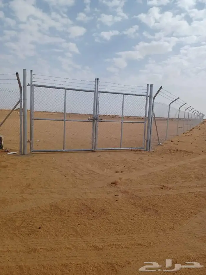 نخيل للبيع عربي مثمره وواشنطن وتركيب الشبوك 29