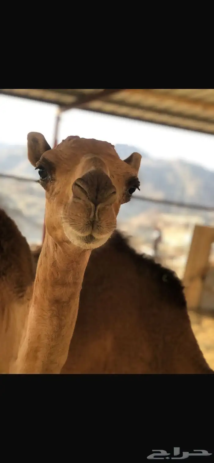 ملحمة الصاعدي 4