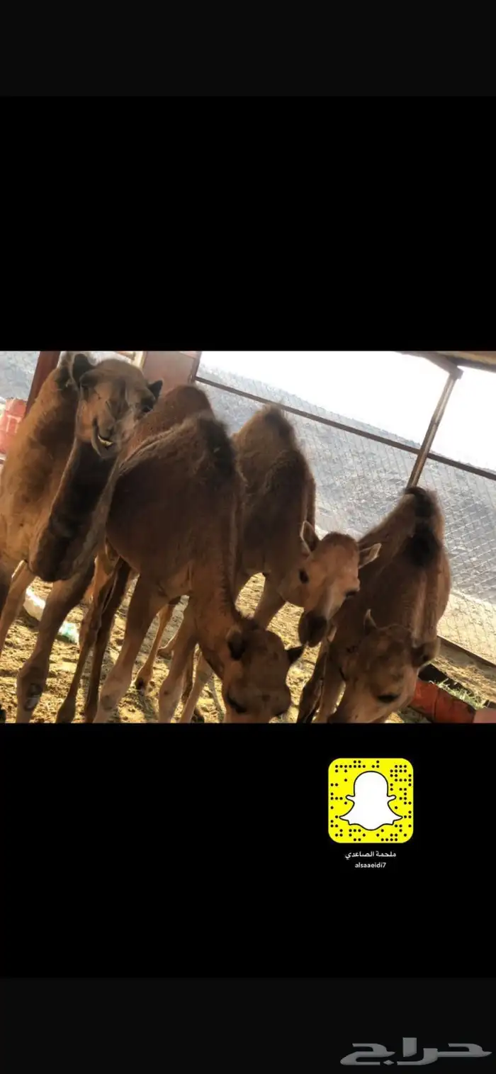 ملحمة الصاعدي 3