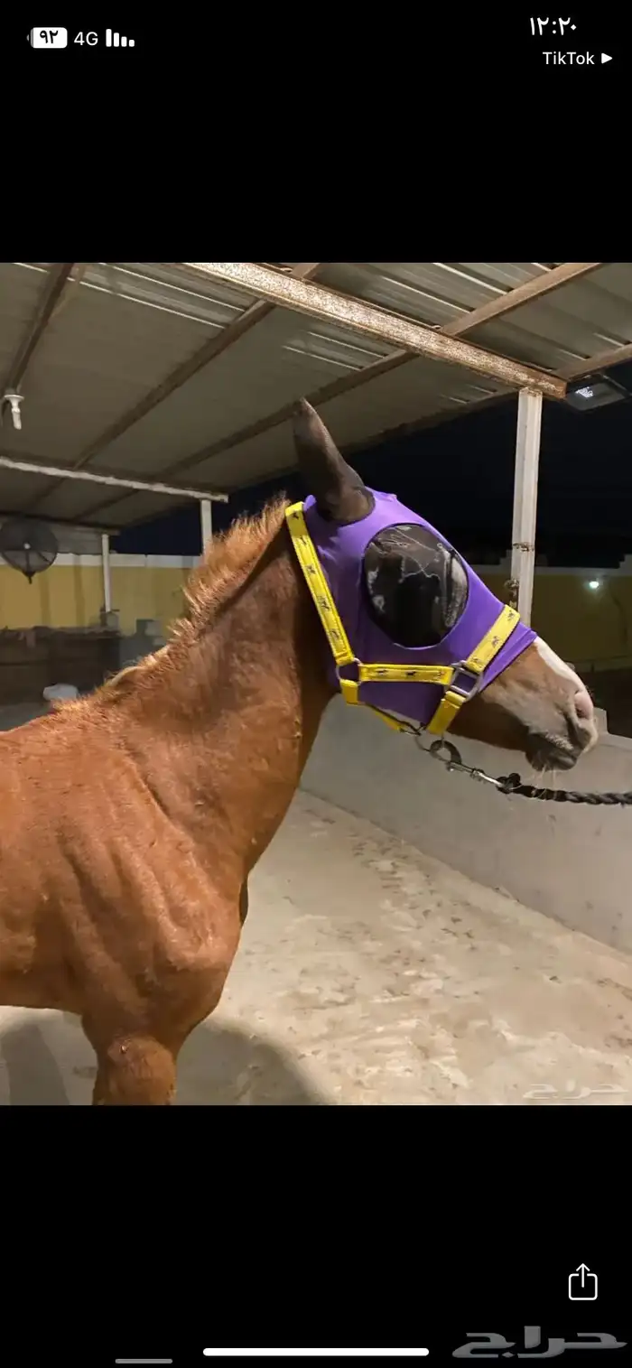 براقع خيل 3