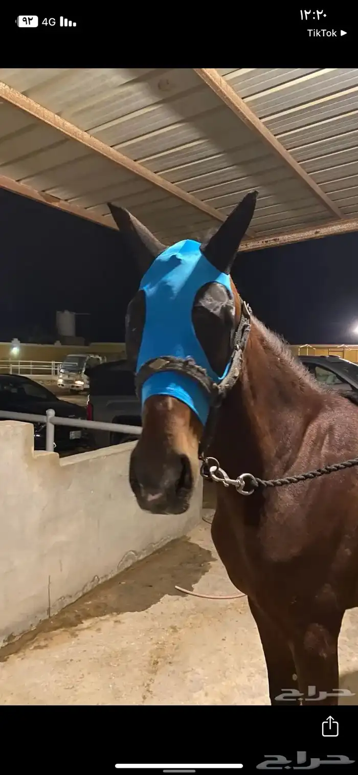 براقع خيل 6