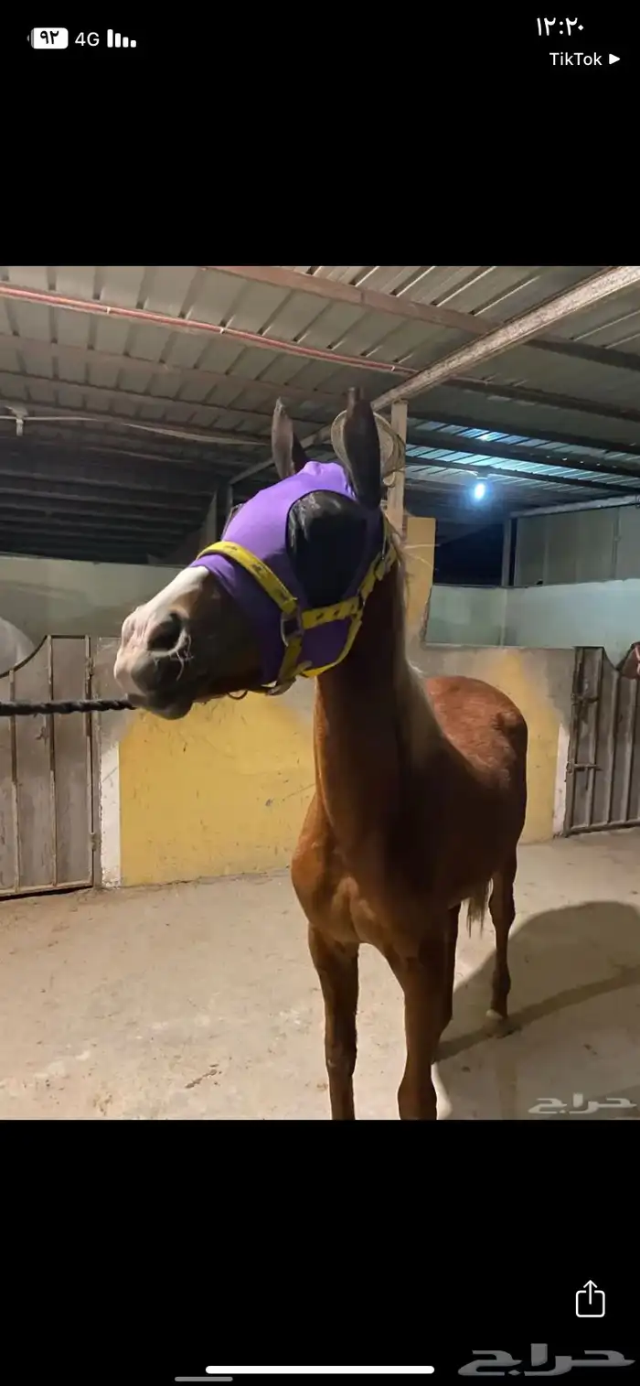 براقع خيل 2
