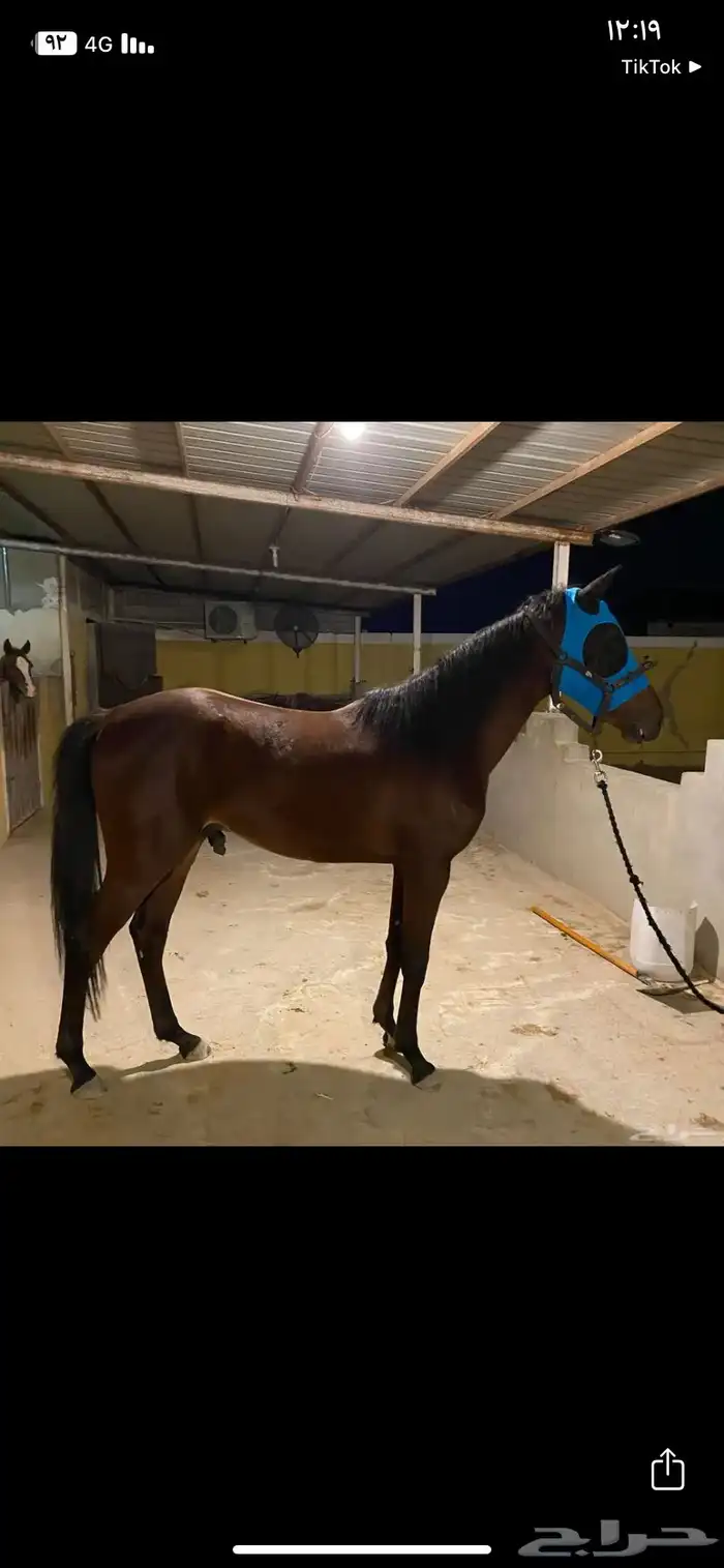 براقع خيل 7