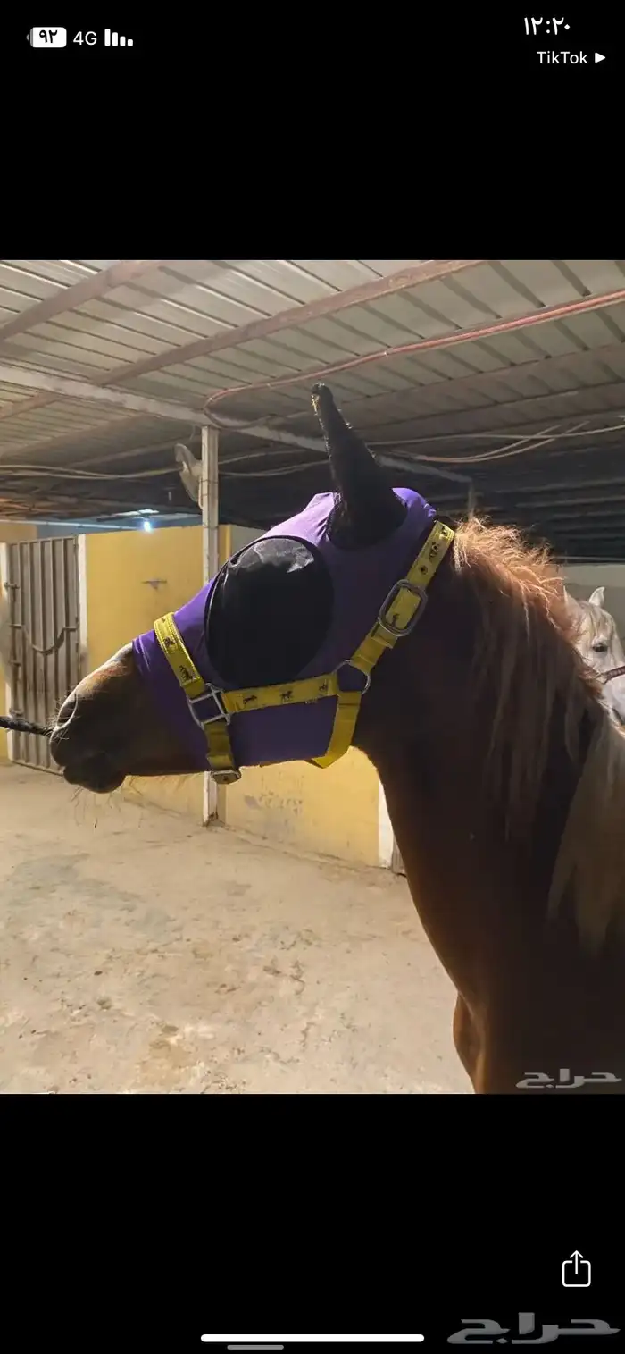 براقع خيل 1