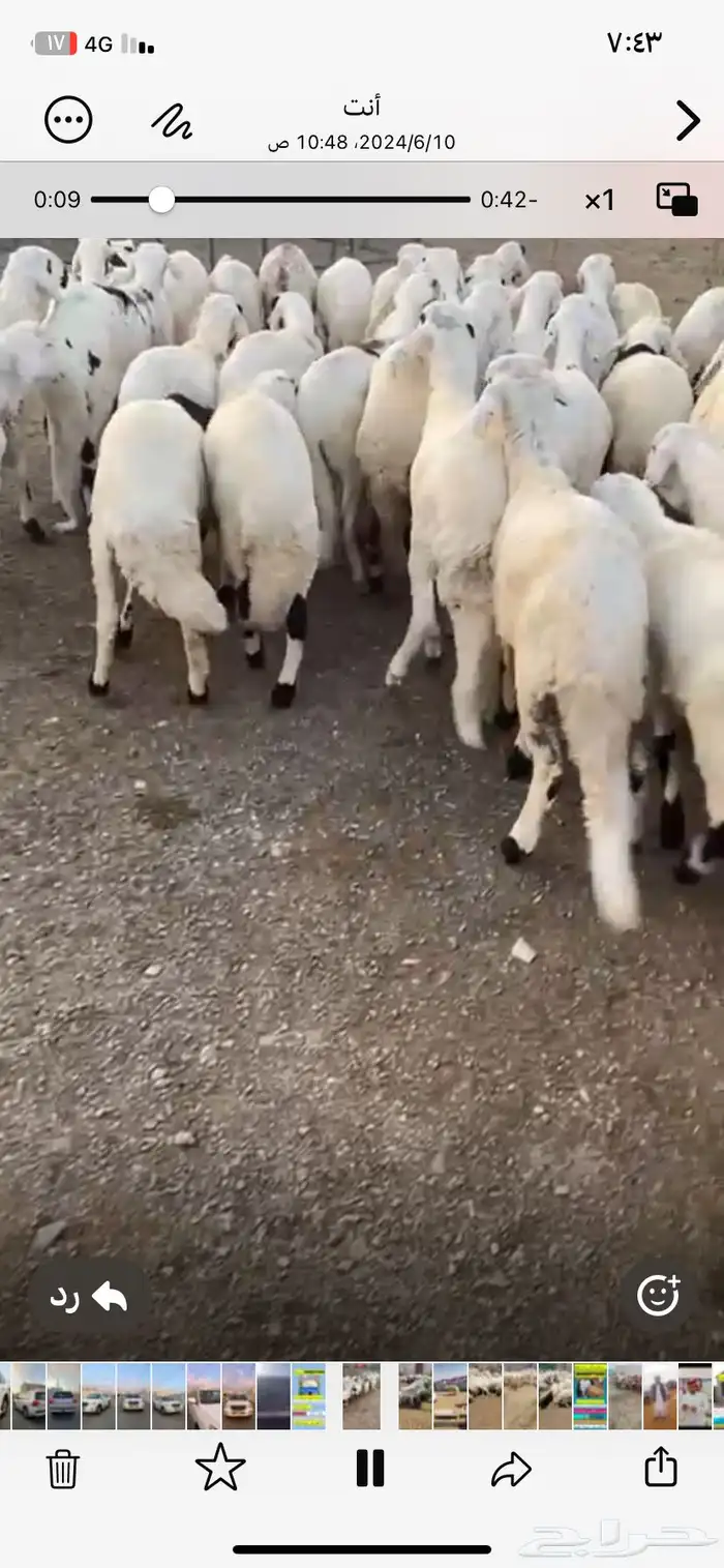 ذبايح سواكني مرابي للبيع مع الذبح والتوصيل لحد الباب 0