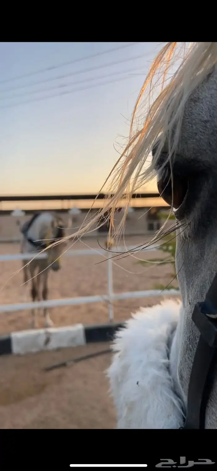 مربط عفيف 3