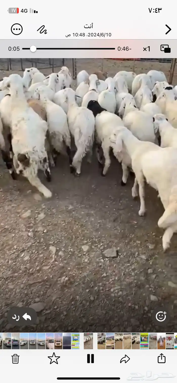 ذبايح سواكني مرابي للبيع مع الذبح والتوصيل لحد الباب 1
