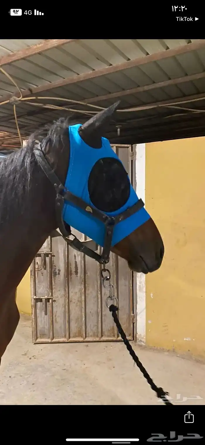براقع خيل 5