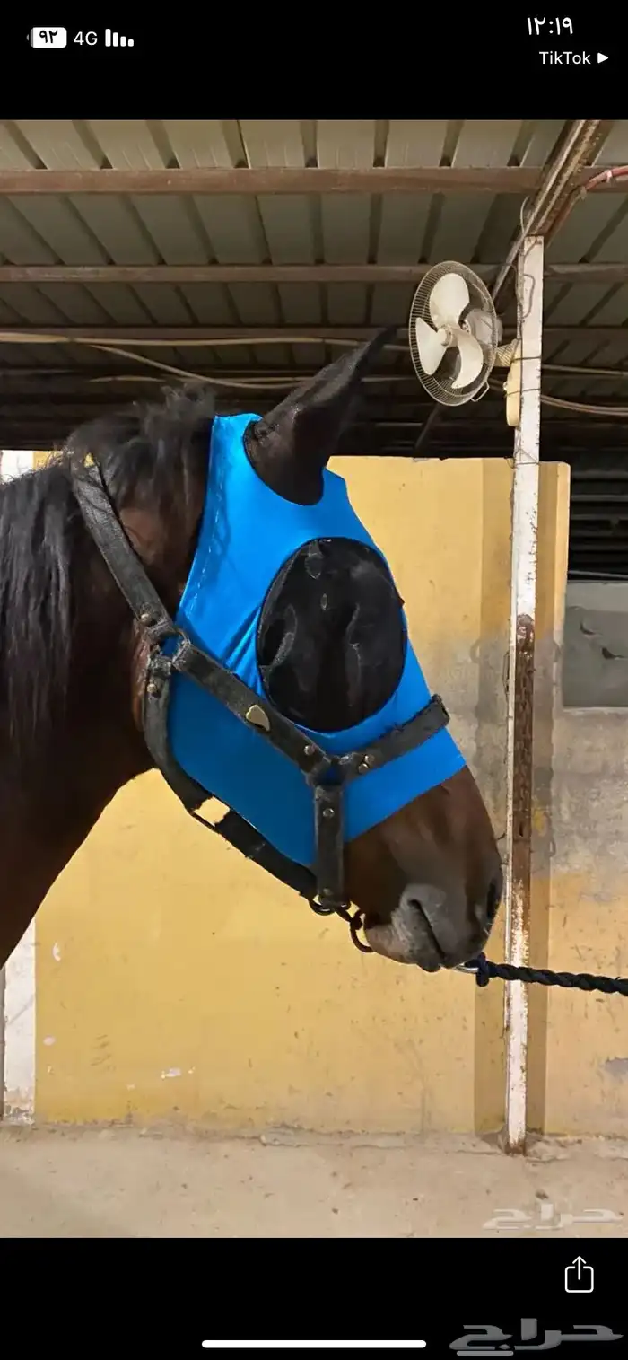 براقع خيل 8