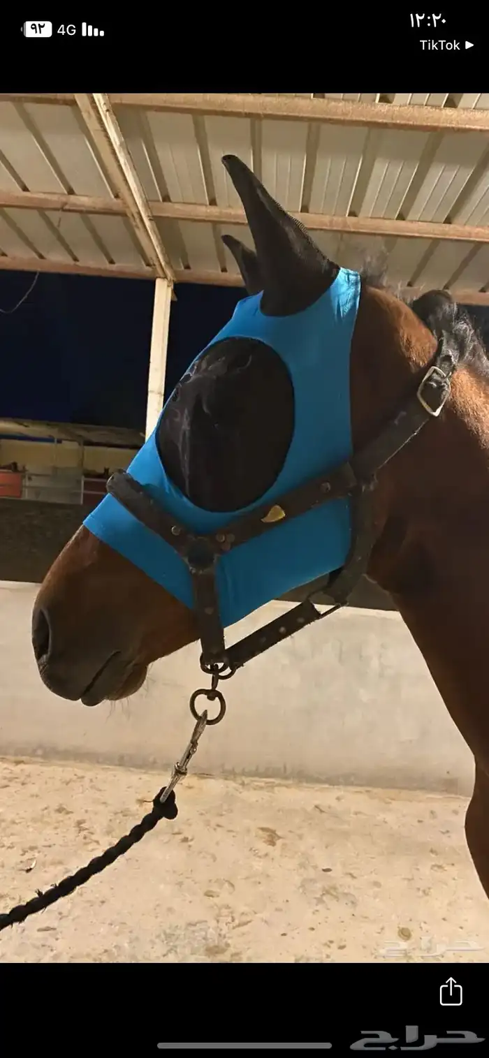 براقع خيل 4