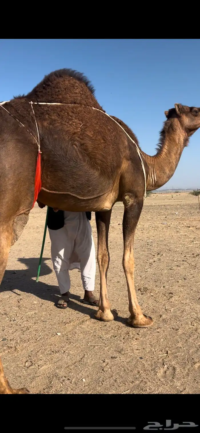 بكره خلفة تم تم  البيع 8