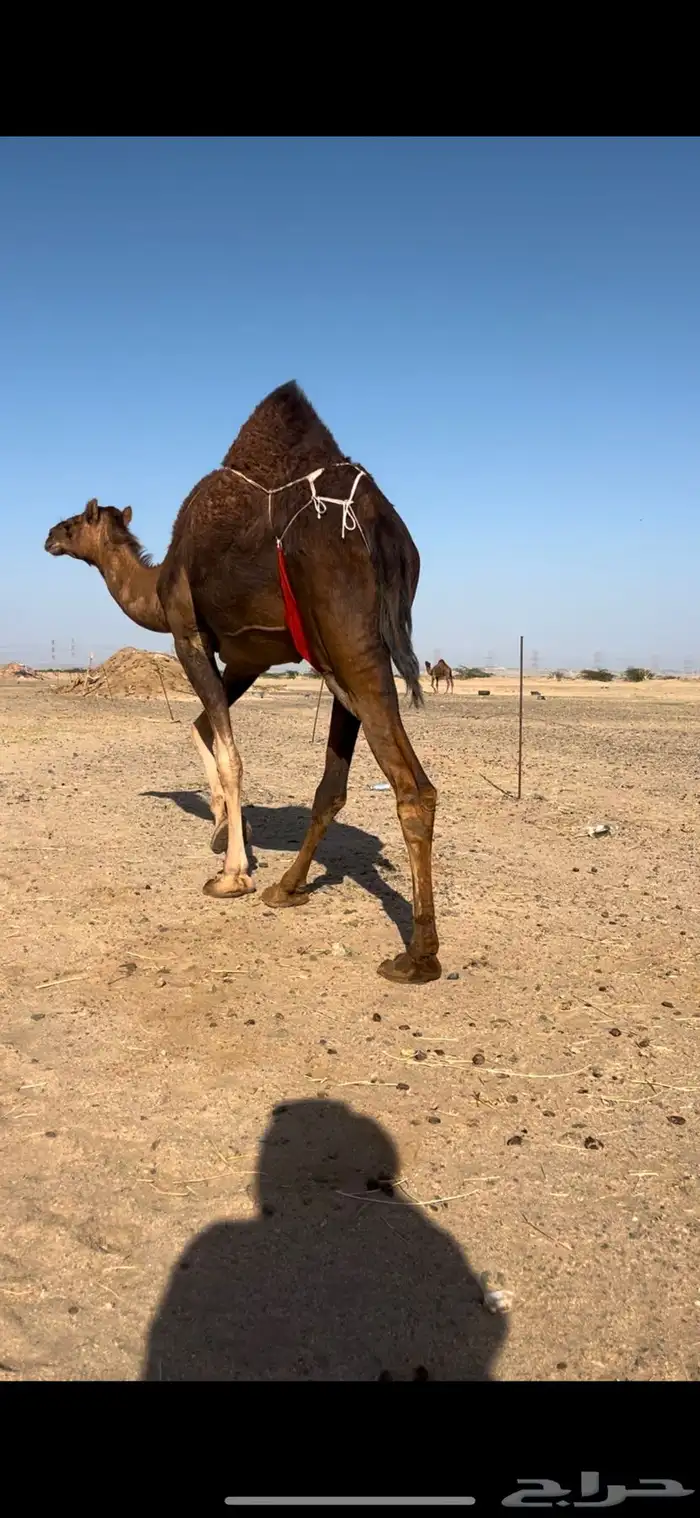 بكره خلفة تم تم  البيع 4