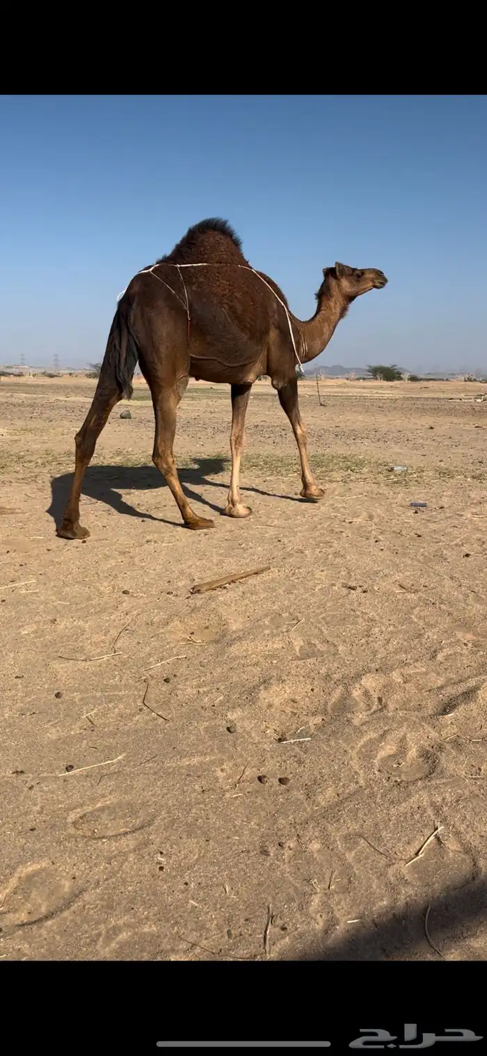 بكره خلفة تم تم  البيع 7