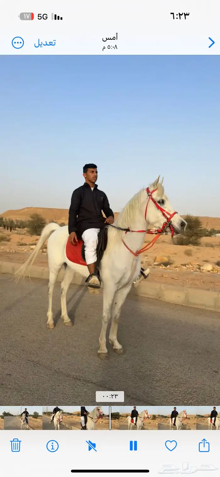 حصان شعبي شيخ 1