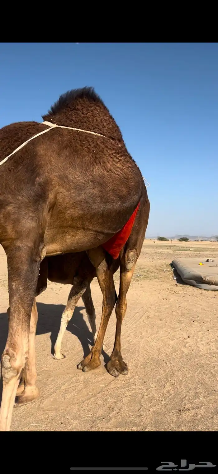 بكره خلفة تم تم  البيع 6