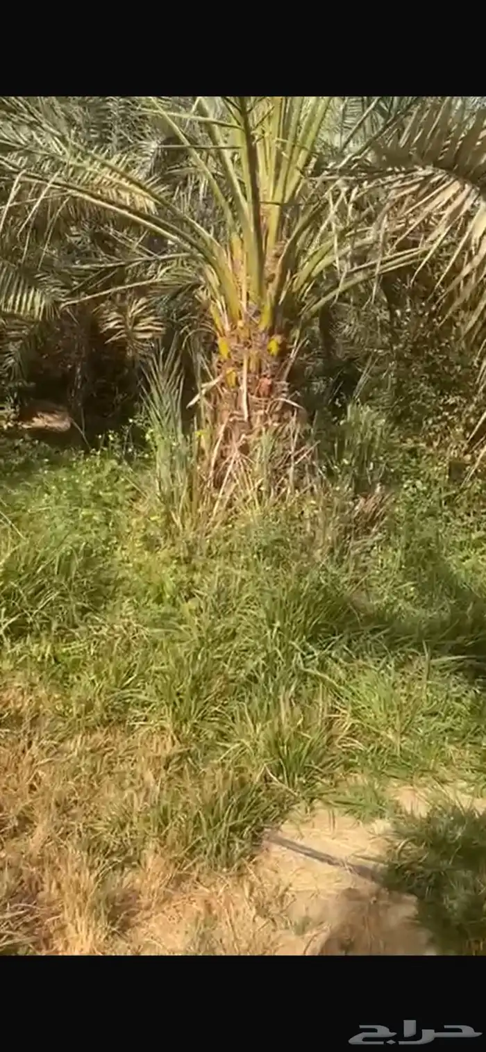 للبيع نخيل نقايل وفروخ عجوه 1