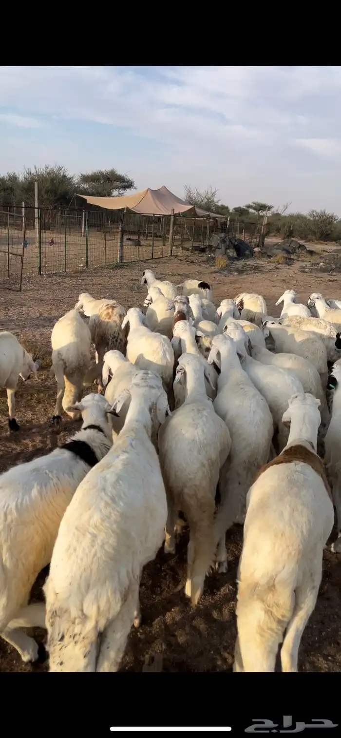 سواكن طيبه بالحيل ووزن 0