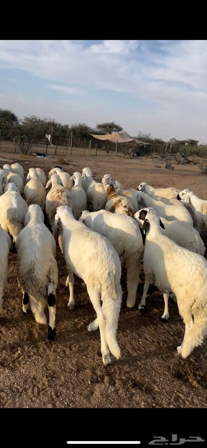 سواكن طيبه بالحيل ووزن 2