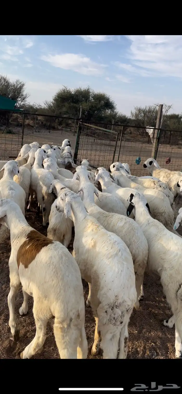 سواكن طيبه بالحيل ووزن 1