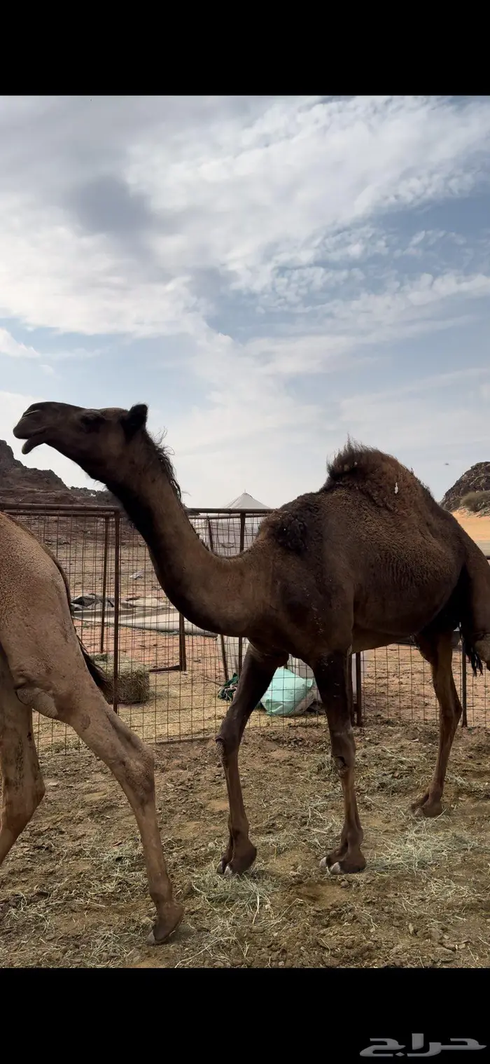 البكره الصفراء الرمانيه الكفو 1