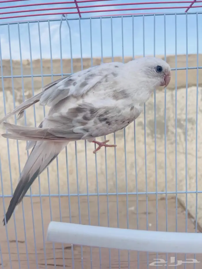 براكيت 1
