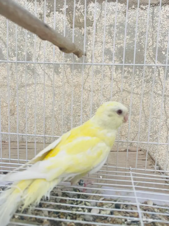 براكيت 4